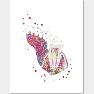 Molar tooth section Posters and Art